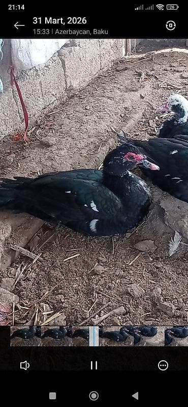 ördəyi: Erkək, | Lal ördək, Ətlik — 1