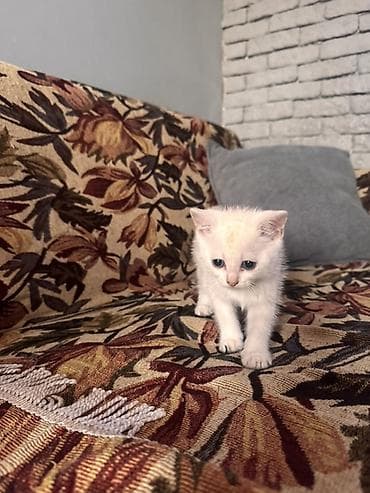 pişik həkimi: Şotland, Dişi, Erkək, Yaxşı əllərə, Ödənişli çatdırılma — 1