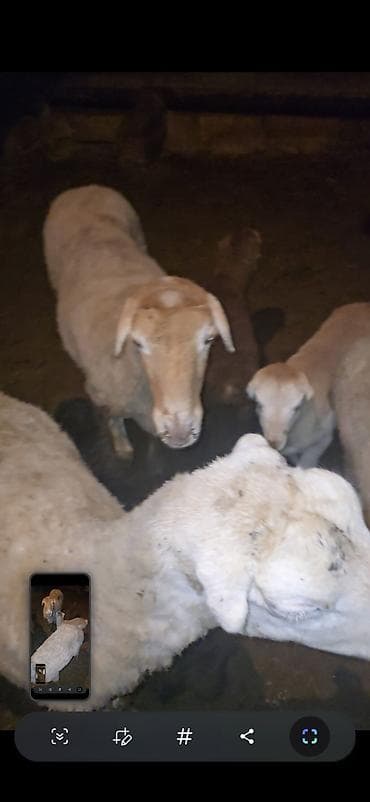 Camış: 5 dənə balalı qoyun. Sağlam qapı heyvanımdı.İşimlə əlaqədar olaraq — 4