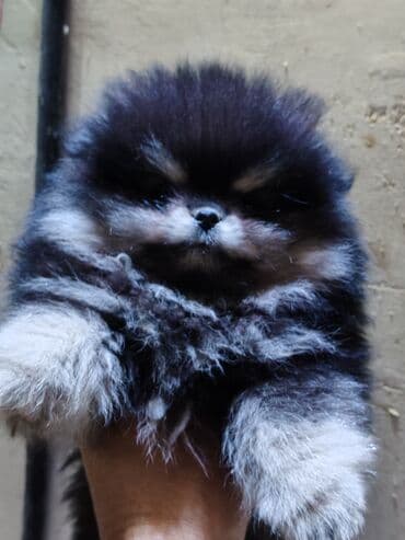 it adları oglan: Şpitz — 3