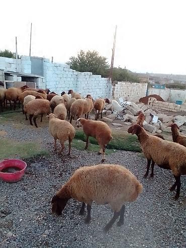 ucuz colpalar: 27 baş kom heyvan satılır istəyən olsa yazsın videosunu atım baxın — 4