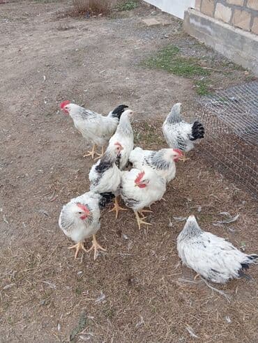 Kənd təsərrüfatı quşları: Cins toyuqlar – ətlik-yumurta istiqaməti - Rəng: ağ lələklər üzərində — 3