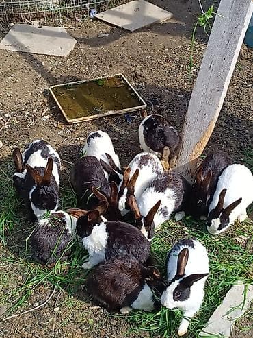 dovsan paltari: Ağ-qara rəngli rex tipli ev dovşanları - Cins: qarışıq yerli ət-yun — 2