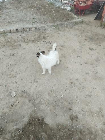 pudel itləri: Pudel, 1 il, Erkek, Cütləşmə üçün, Ödənişli çatdırılma — 7