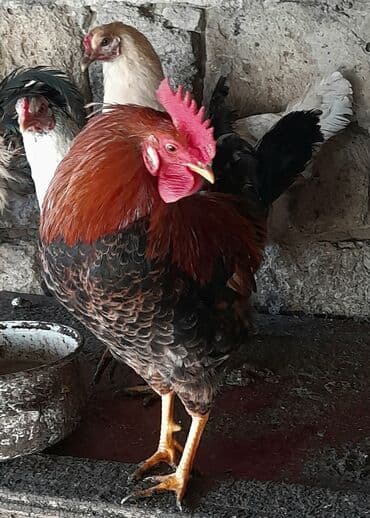 Heyvanlar üçün mallar: Xoruz, il: <1 — 7