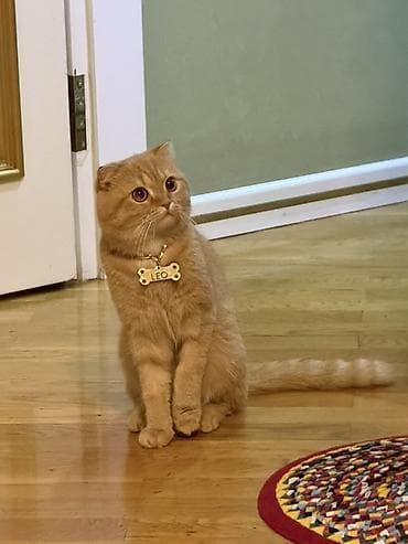 paroda pişik: Britan — 1