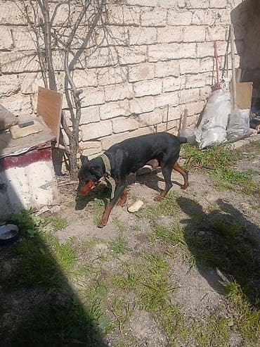 zvanok itleri: Doberman — 2