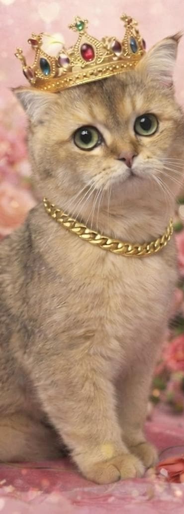 sirin pisik balalari: Qızıl şinşilla, Erkək — 2