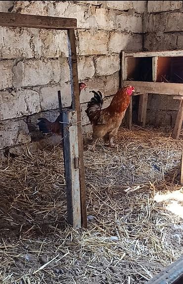 akula sekilleri: Toyuq, Brama, Yumurtalıq — 3