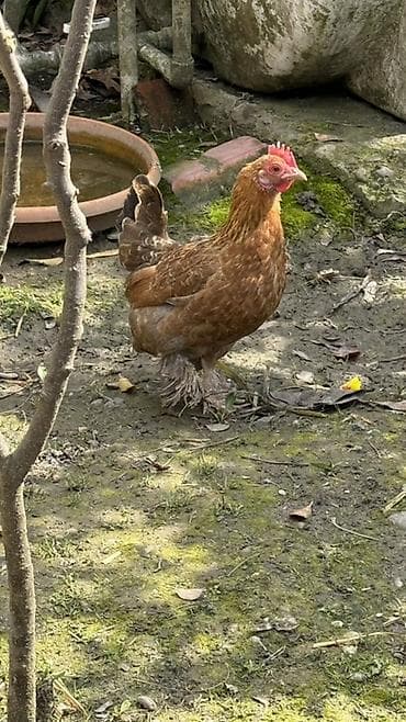 Cücələr: Toyuq, Damazlıq — 3