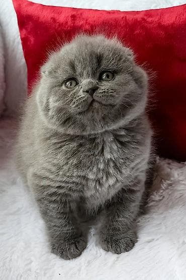Кошки: Шотландская, Самец, Самка, В добрые руки, Самовывоз, Бесплатная доставка, Платная доставка — 5