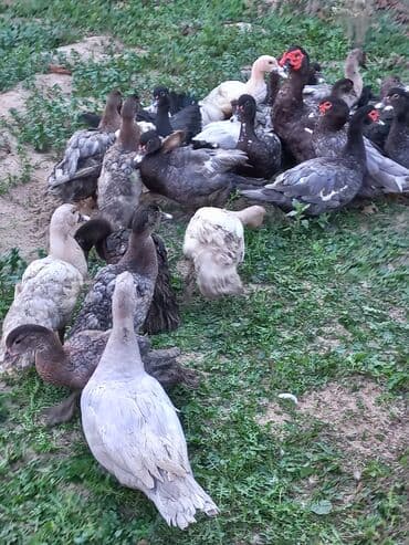 zumrud ordək: Erkək, | Lal ördək, Damazlıq, Ünvandan götürmə — 1