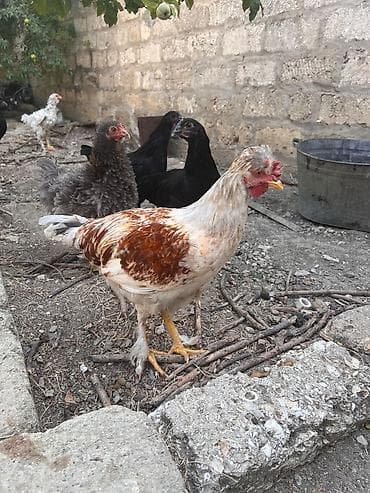Heyvanlar: Toyuq, Damazlıq, Ünvandan götürmə — 2
