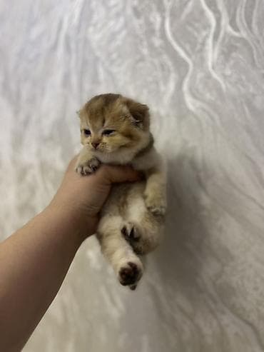 britan pişik: Britan — 2