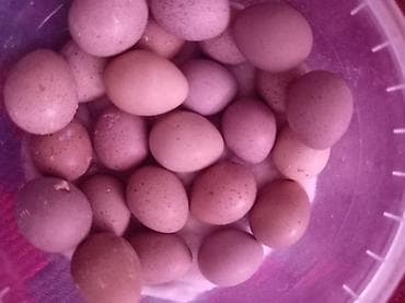 Çin bildirçini yumurtası 1 manat və aylq cücələri 20 manat real lalafo.az -da Çin bildirçini yumurtası 1 manat və aylq cücələri 20 manat real