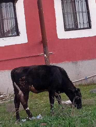 balali inək: Satılır: qara rəngli danalıq inək - Cins: yerli tip, qara rəng, alın — 3