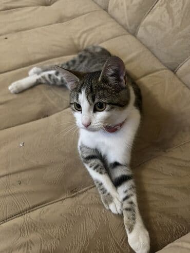 pişik üçün daraq: Dişi, Yaxşı əllərə, Ünvandan götürmə — 2