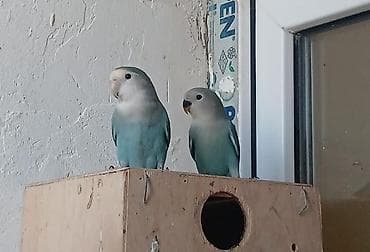 tutu guşu: Sevgiquşları (Lovebird) – müxtəlif rəng kombinasiyaları - Növlər — 4