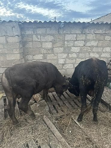 Mal-qara: Məhsul: 2 baş heyvan (erkək danalar). Super heyvanlardi isdeyen olsa — 6