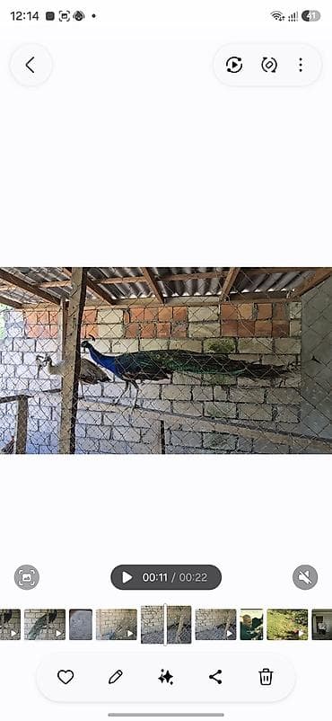 sarı quş: Məhsul: Tavus quşları (cüt) Təsvir:2 illikdiler - Avolyerdə — 2