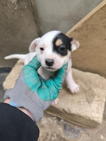 Zvonok, 2 ay, Erkek, Ünvandan götürmə