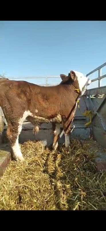 Mercedes-Benz: Satışda: ətlik istiqamətli dana - Cins tipi: Simmental qarışığı — 10