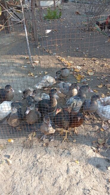 Məhsul: Muskoviy (hind) ördəkləri – müxtəlif rənglərdə və yaşlarda