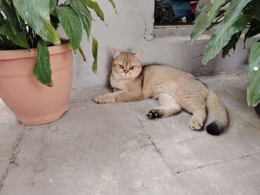 голд шиншилла: Золотая шиншилла, Самец — 1