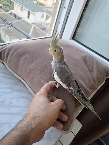 Salam. 4 ayliq ter temiz karella balasi. oz qusumun balasidi. tam