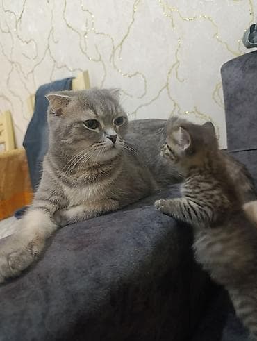 Şotland lalafo.az -da Şotland