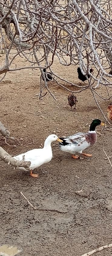 baliq yemi: Satılır: dekorativ ördəklər dəsti Xüsusiyyətlər: - Cinslər: ağ tüklü — 1