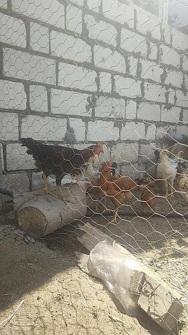 afcarka iti qiymeti: Sifariş üçün yerli fermada bəslənən toyuqlar Məhsul təsviri: - Ev — 3