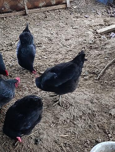 K/t heyvanları üçün mallar: Toyuq, Damazlıq — 5