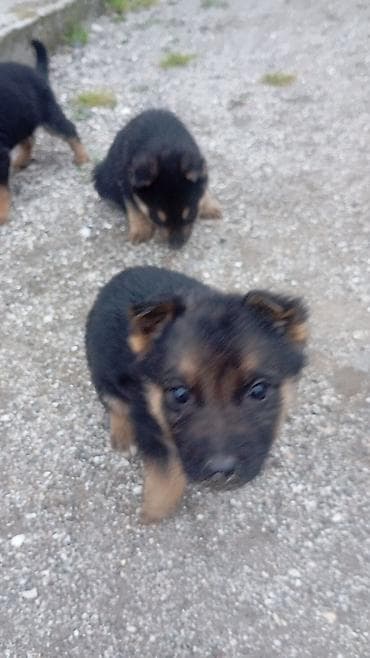 alman afcarka balası: Məhsul: Balaca it balaları (qara-qəhvəyi rəng) Təsvir temiz nimeski — 2