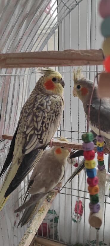 dərzi quşu: Nimfa (cockatiel) tutuquşuları – müxtəlif rəng mutasiyaları ilə - — 9