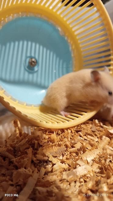Qum rəngli xəzli balaca hamsterlər(Suriya) - Növ: dekorativ hamster — 4