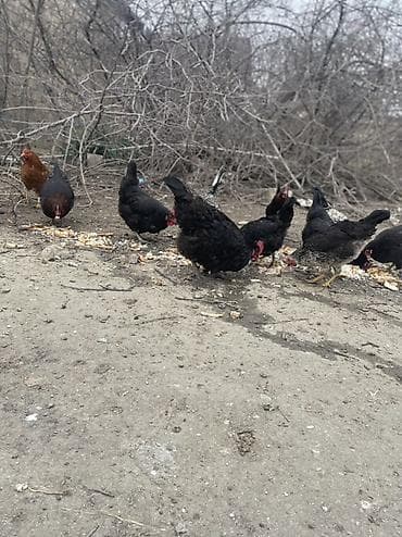 Pişiklər: Toyuq, Australorp, Damazlıq — 3