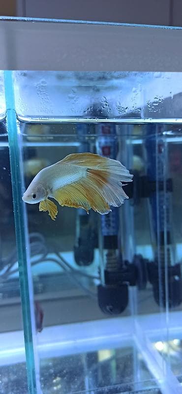 akvarium: Betta (Petuşok balığı), Ünvandan götürmə — 3