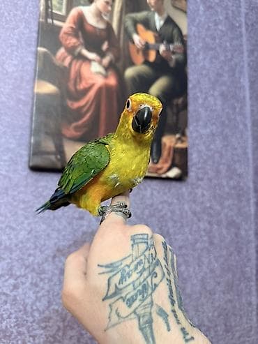 Tutuquşları: Aratinka papauqayi. Conur tutuqusu. Turkiyeden zakazla — 8