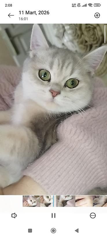 pişim: Yaxşı əllərə — 3