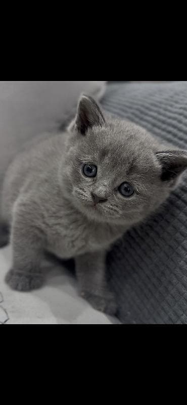 oglan pisik adları: Erkək, Dişi — 4