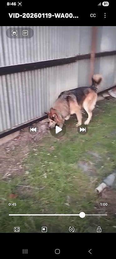 ucuz ev itleri: Xaski, 1 ay, Erkek, Peyvəndli, Ünvandan götürmə — 9