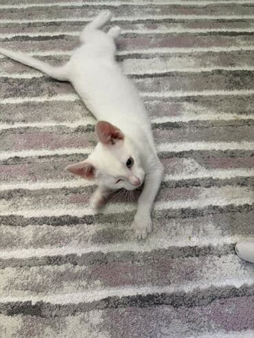 vəhşi pişik: Van, Dişi, Yaxşı əllərə — 4