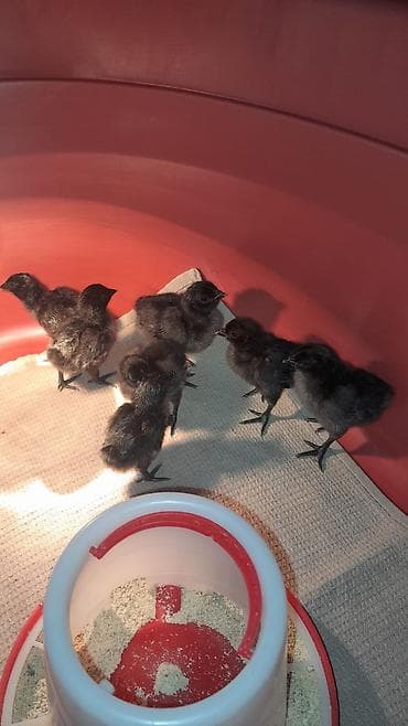 Toyuq cücələri, Damazlıq, Pulsuz çatdırılma lalafo.az -da Toyuq cücələri, Damazlıq, Pulsuz çatdırılma