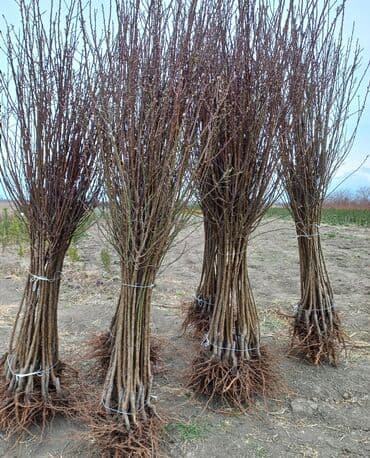 green pharma baku: Məhsul: Şəxsi tingçilik təsərrüfatında yetişdirilən meyvə tingləri — 10