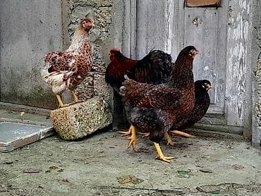 Akvariumlar: Red Blue Wyandotte Yumurtasi 3 azn unvan Baki — 1