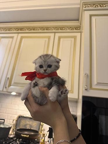 heleb keçisi: Şotland yastı qulaq — 2