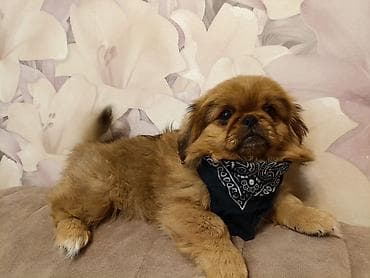 ev heyvan: Pekines, 3 ay, Dişi, Peyvəndli, Pulsuz çatdırılma — 3