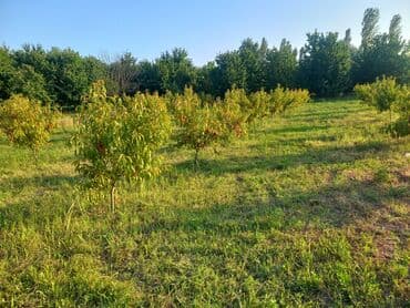 Nektarin bağı – məhsuldar, bakım görmüş ağaclar - Məhsul: Ağaclarda