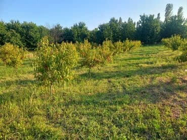 mərdəkanda torpaq satılır: 16 соток, Для строительства, Собственник, Купчая — 1